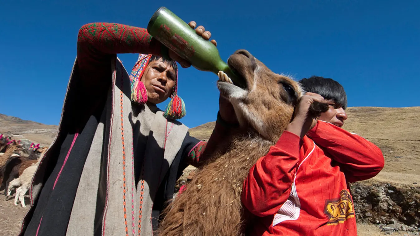 Részeges állatok, perui férfiak chichát, kukorica sört itatnak egy lámával, hoyg utazásuk végét ünnepeljék