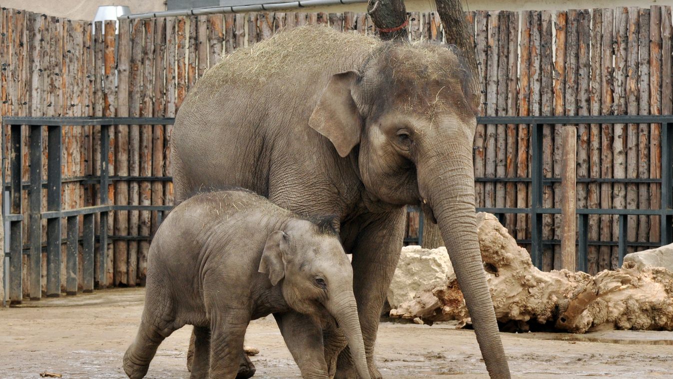zoo, Asha_azsiai elefant 