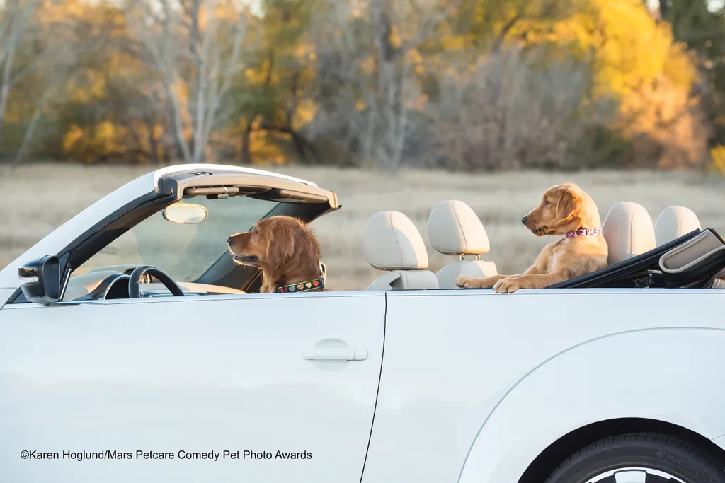 The Comedy Pet Photography Awards 2020
Karen Hoglund
Denver
United States
Phone: 
Email: 
Title: Hold on tight! We’re running late.
Description: Dani, the puppy, hangs on for her life when Gabby is at the wheel. (The car wasn’t actually moving so it wasn’