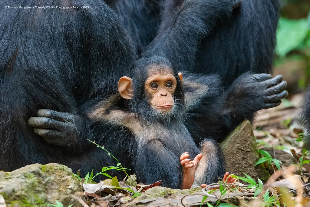 Laid Back The Comedy Wildlife Photography Awards 2019
Thomas Mangelsen
Jackson
United States
Phone: 307-733-6179
Email: andrew@mangelsenstock.com
Title: Laid Back
Description: On the last day in Gombe Stream National Park, magic happened when a family gro