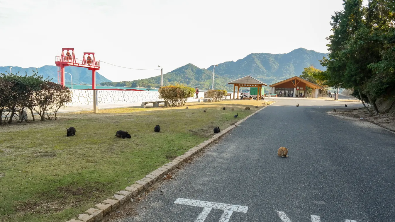 Ökunoshima-sziget, Japán, Nyúlak, Nyúl, 