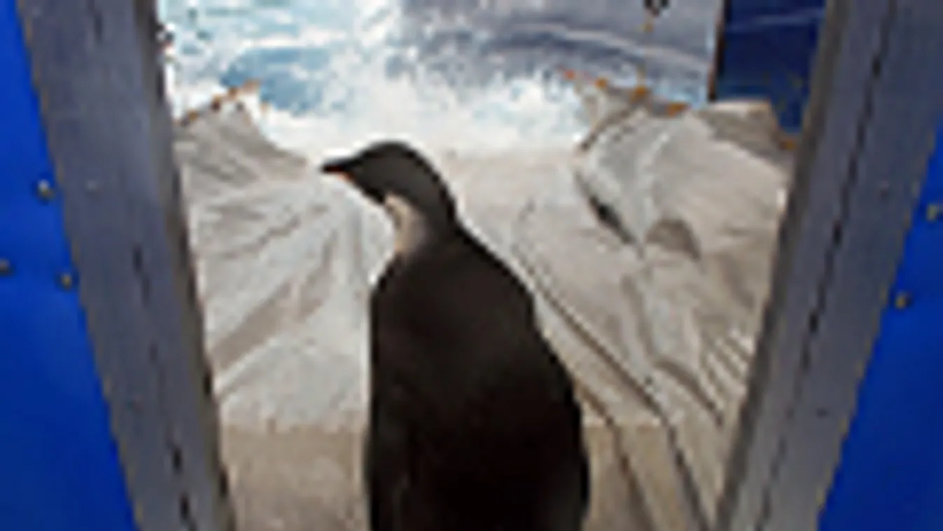 eltűnt az új-zélandon mentett pingvin, Happy Feet