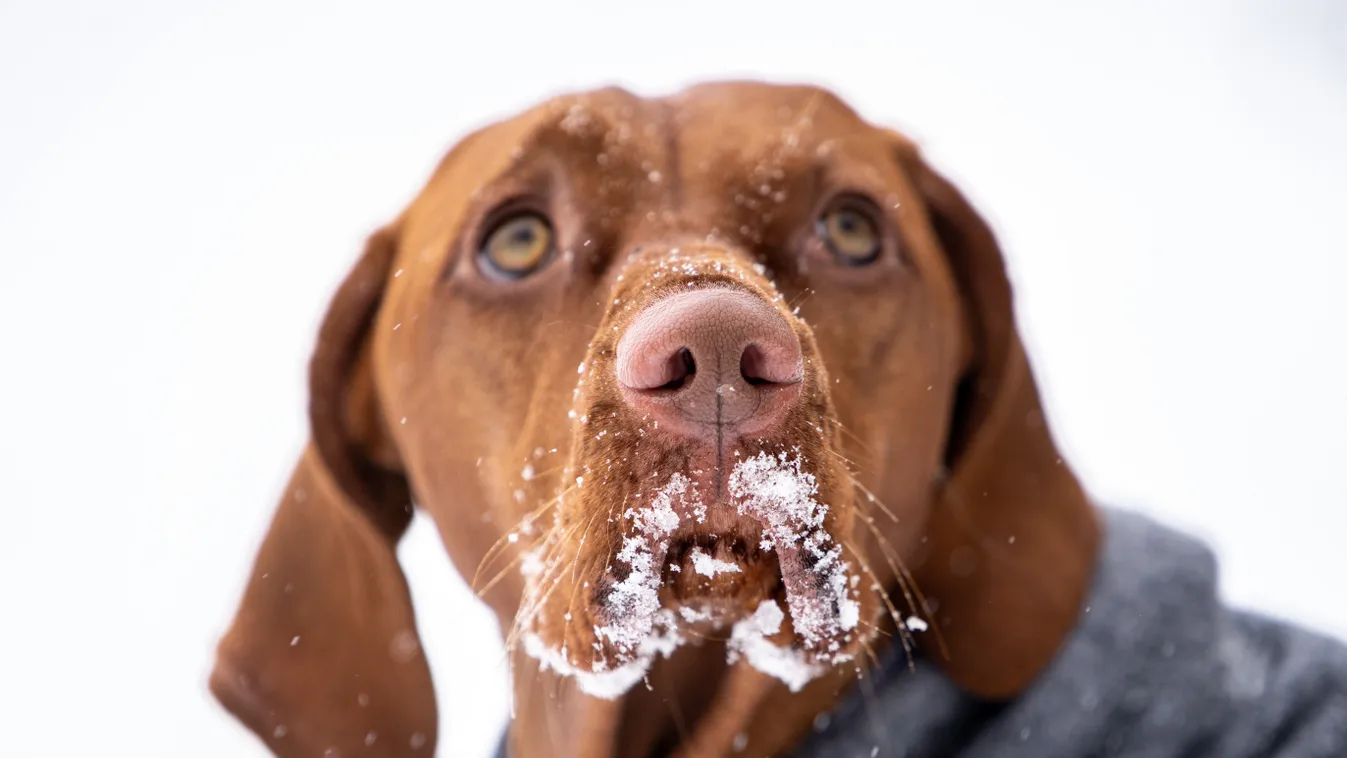 Winter weather - Ennepetal Human Interest weather Animals STORM Seasons North Rhine-Westphalia WINTER ICE CREAM SNOW Dog's Head DOG Magyar Vizsla 