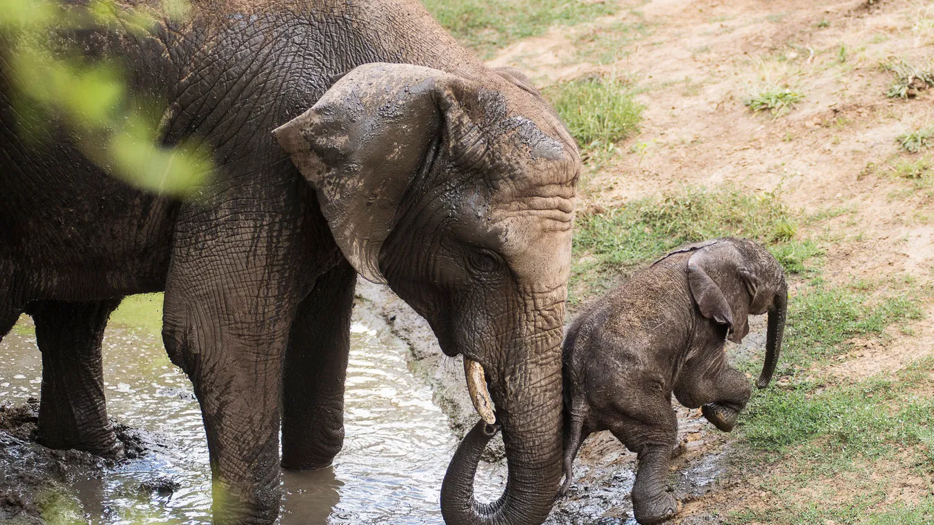 A nap képei 06.22.
afrikai elefántborjú (Loxodonta africana) anyjával a Nyíregyházi Állatpark 