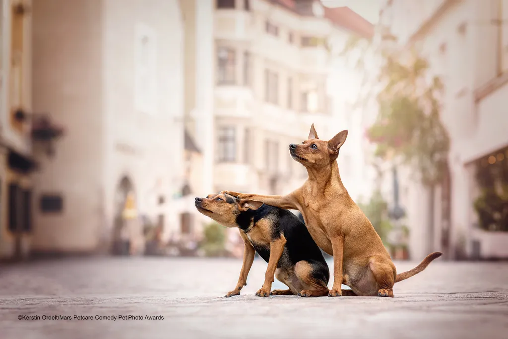 The Comedy Pet Photography Awards 2020
Kerstin Ordelt
Hagenberg
Austria
Phone: 
Email: 
Title: Friends don't let friends do silly things alone
Description: This photo is an outtake. Actually, the dogs tried to hug and thats what happend :) The picture was