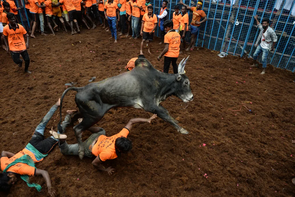 Jallikattu Avaniyapuram bika India Tamil Nadu 