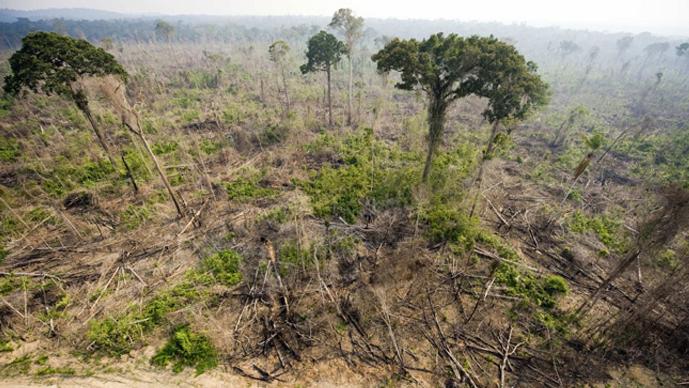 erdőirtás 