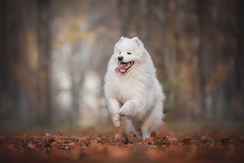 Ezek a világ legdrágább kutyái galéria - Samoyed 