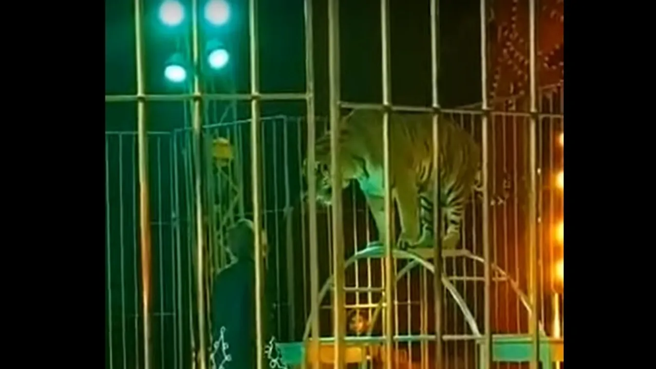 Előadás közben támadt kiképzőjére a tigris egy cirkuszban 