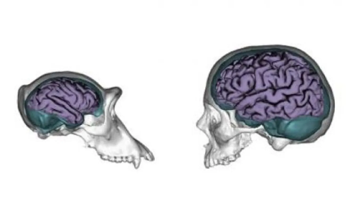 emberi agy, csimpánz agy 