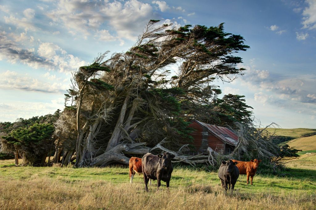 Windswept,Tree,With,Bulls hut,cupressus,beautiful,hiding,zealand,bay,les,abandoned,furious,iroda,crown,macrocarpa,new,decaying,island,aoteaora,tree,hideout,chata,angry,roots,slope,most,toetoes,valley,asymmetric,conditions,bull,wind,forest,strom,fearless,r