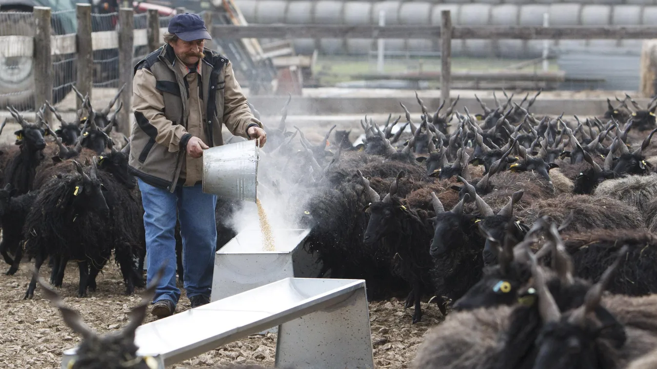 ÁLLAT állatgondozó dolgozik férfiak munkában háziállat HÉTKÖZNAPI juh munka közben magyar mezőgazdaság Magyarország 