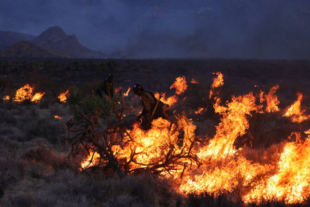 tűz, bozóttűz, Mojave, nemzeti park, York, Nevada, Kalifornia, szárazság, Egyesült Államok 