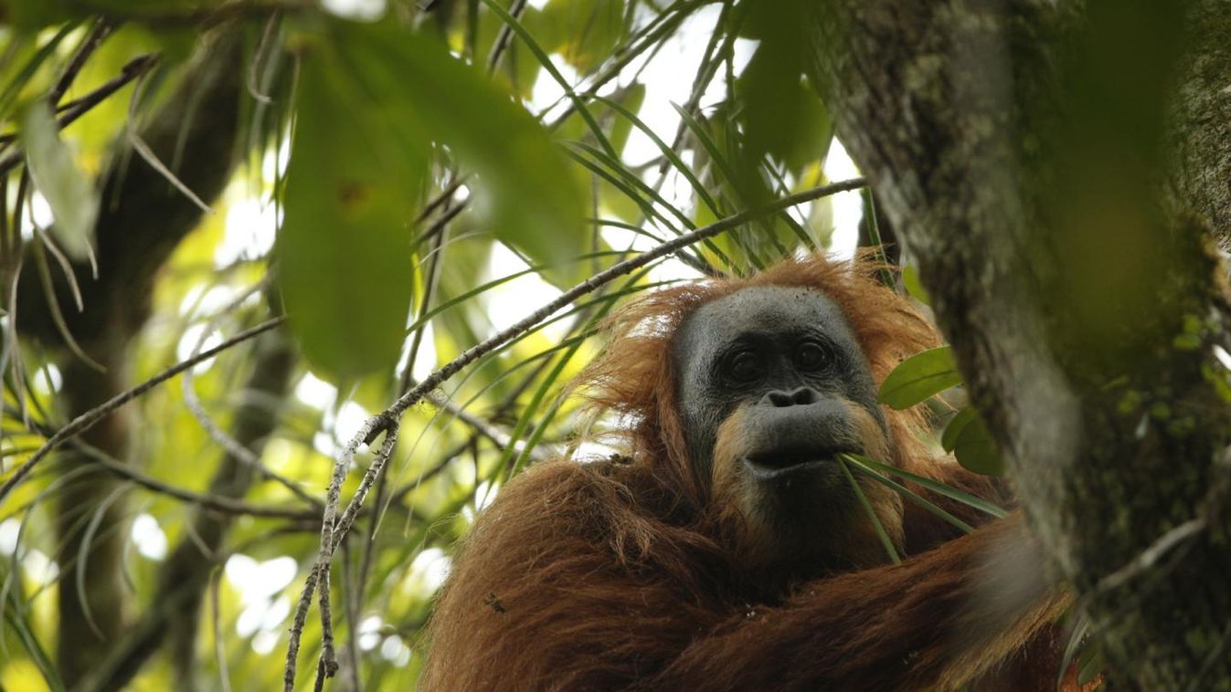 tapanuli orangutánnak (Pongo tapanuliensis) 