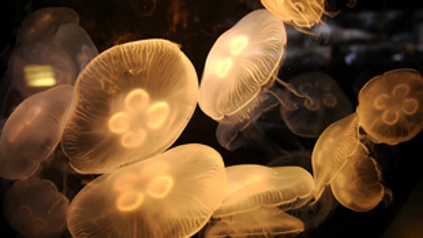 Moon Jellyfish, medúzák virágzása, Aquarium of the Pacific in Los Angeles