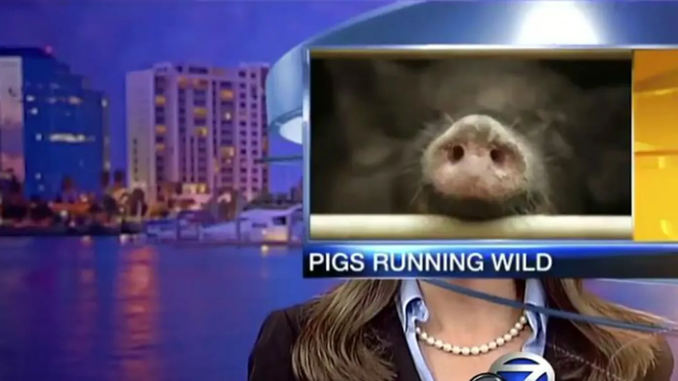 tévés baki pigs running wild 