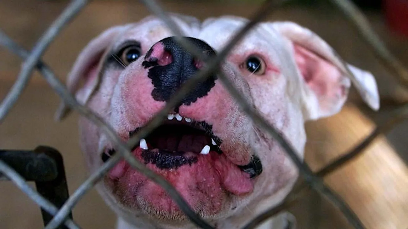 amerikai pitbull terrier, harci kutya, kutyaviadal 