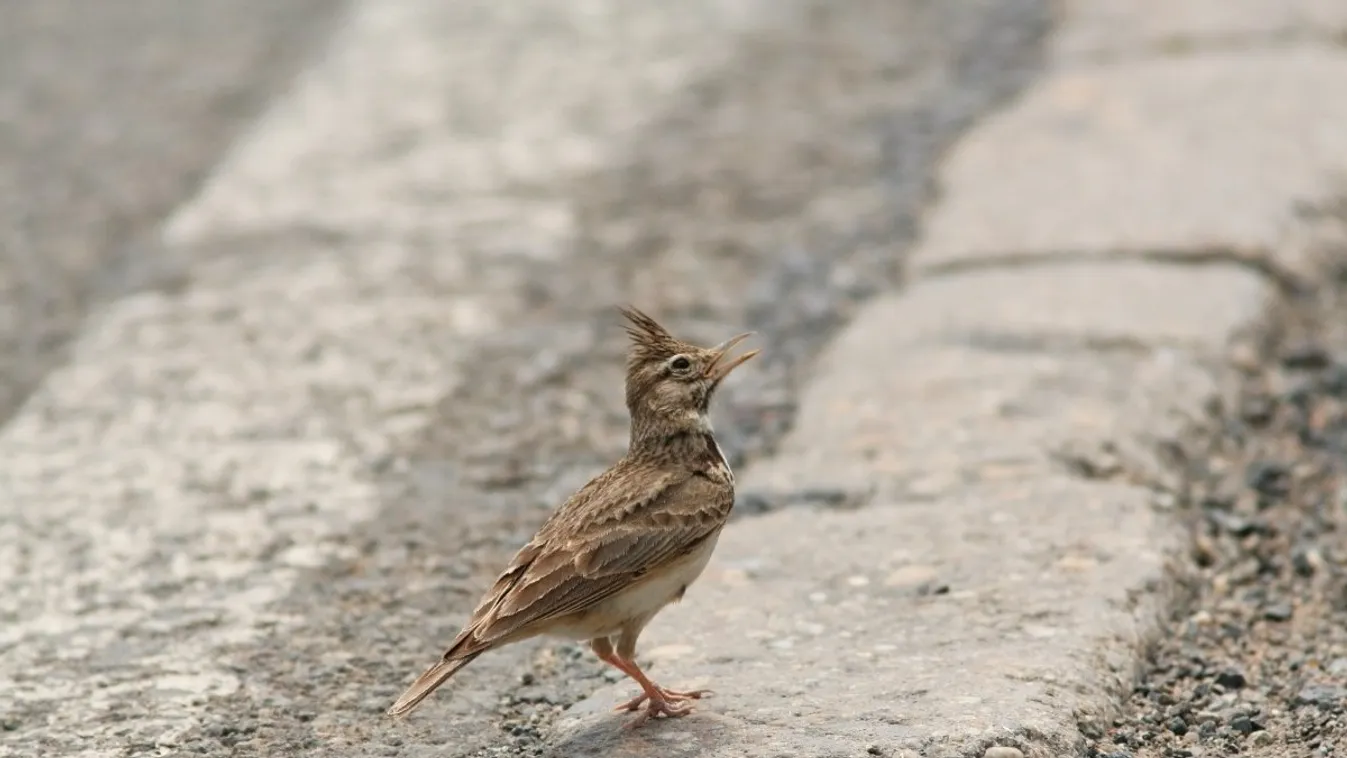 búbos pacsirta, Galerida cristata 