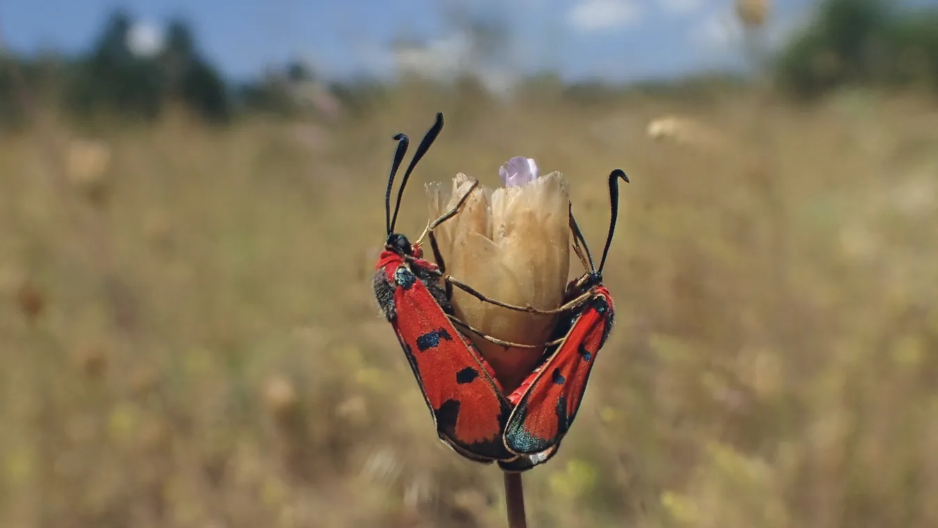 Vörös csüngőlepke, Zygaena laeta 