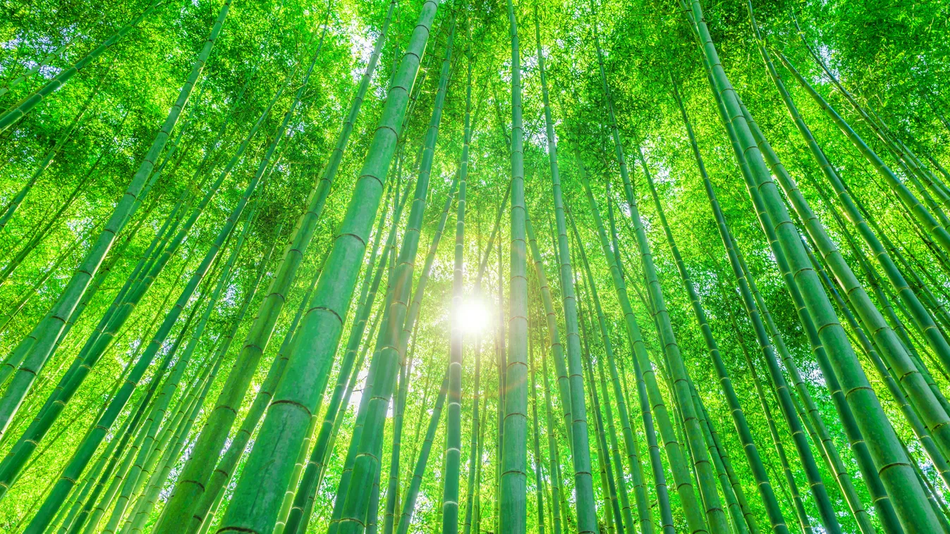 Bambusz, bambuszerdő, Kiotó, Japán, város, Szagano bambuszerdő 
