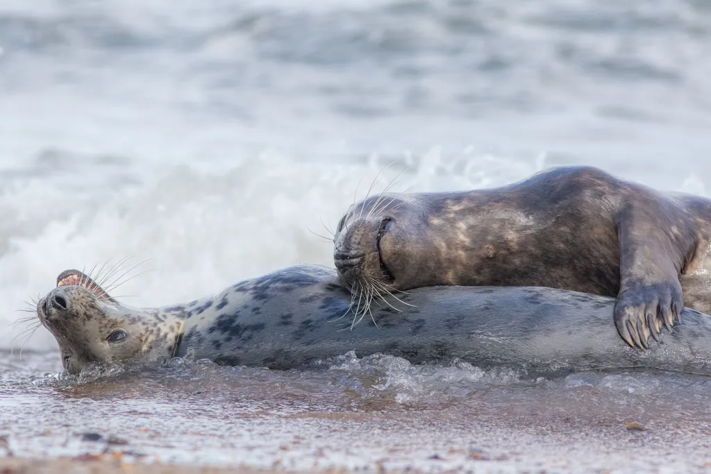 Creature,Comforts,And,Animal,Affection.,Bonding,Pair,Of,Loving,Seals creature comforts,inseparable,love,being állati szerelem 