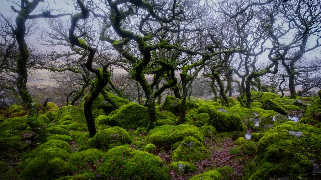 Black-a-Tor Copse 