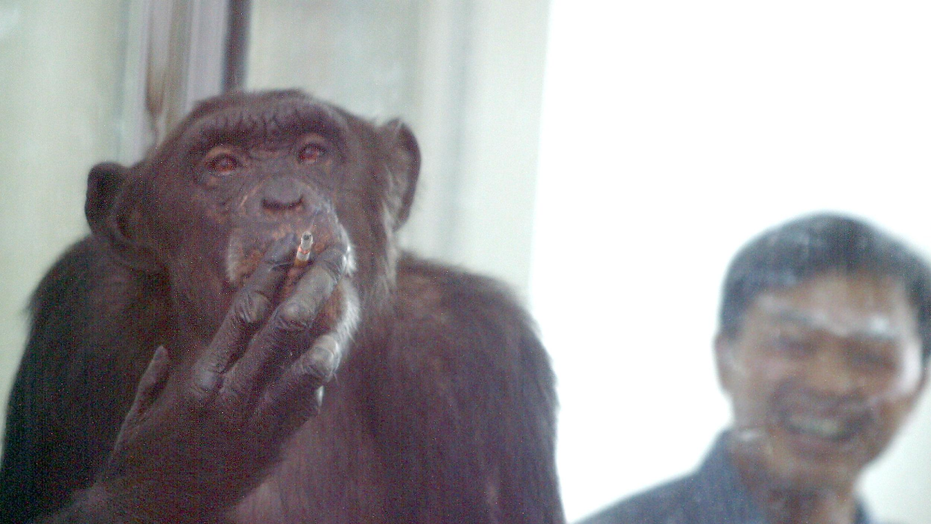 dohányzó csimpánz 