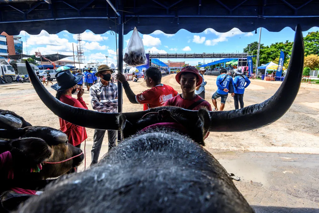 vízibivaly Thaiföld Chonburi Buffalo verseny animal culture tradition Horizontal ANIMAL RACE BUFFALO 