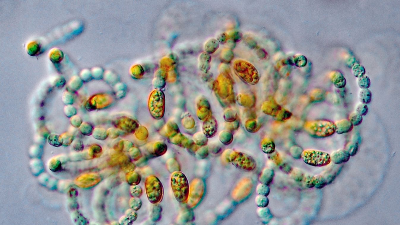 Dolichospermum flos-aqaue, cianobaktérium, alga 