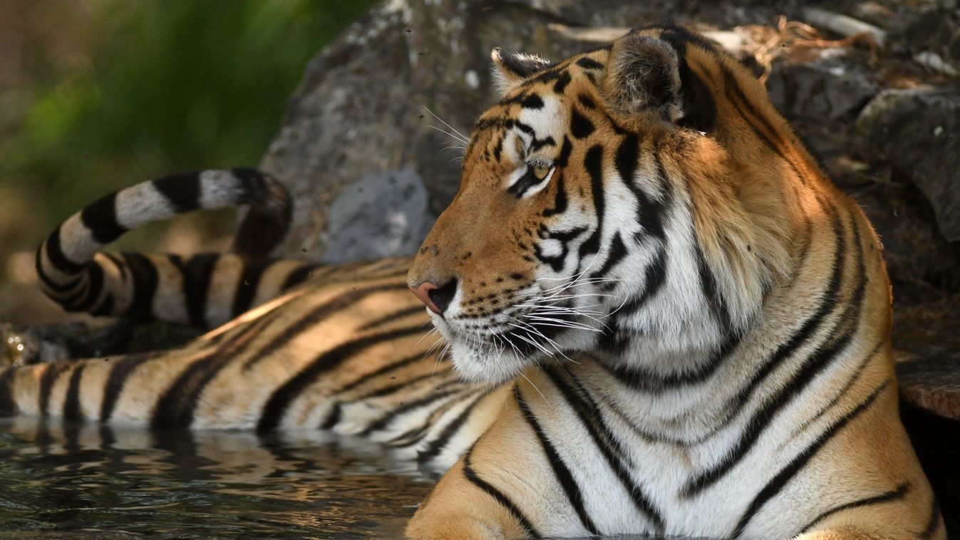 bengáli tigris, bengal tiger 