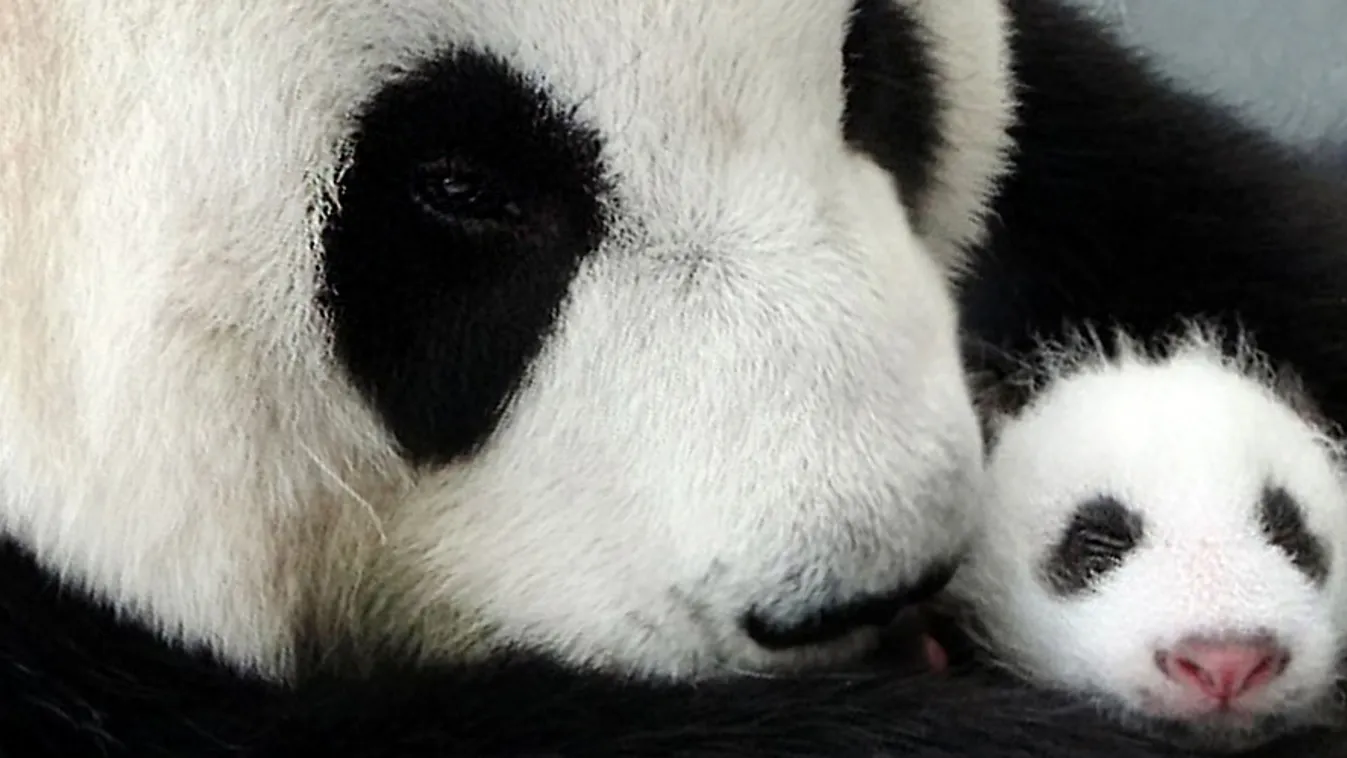 A taipei állatkert pandája és bocsa