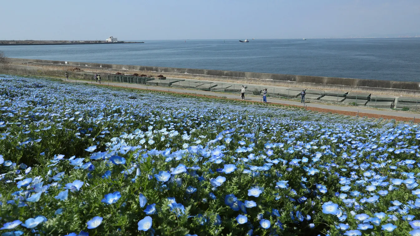 nemophilia, Japan, virág, kék virág, virágos rét, nemophila 