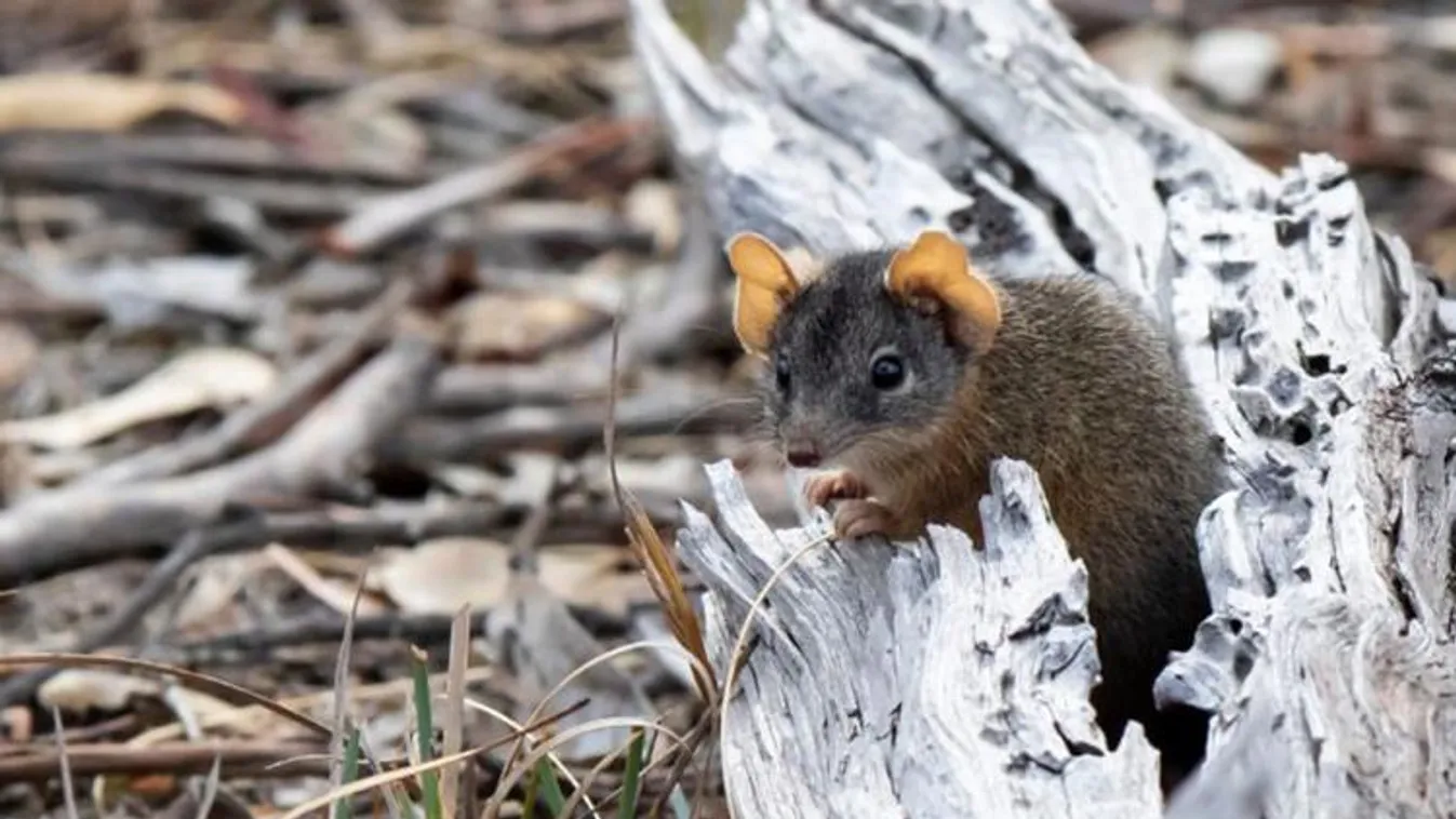 ezüstfejű antechinus 