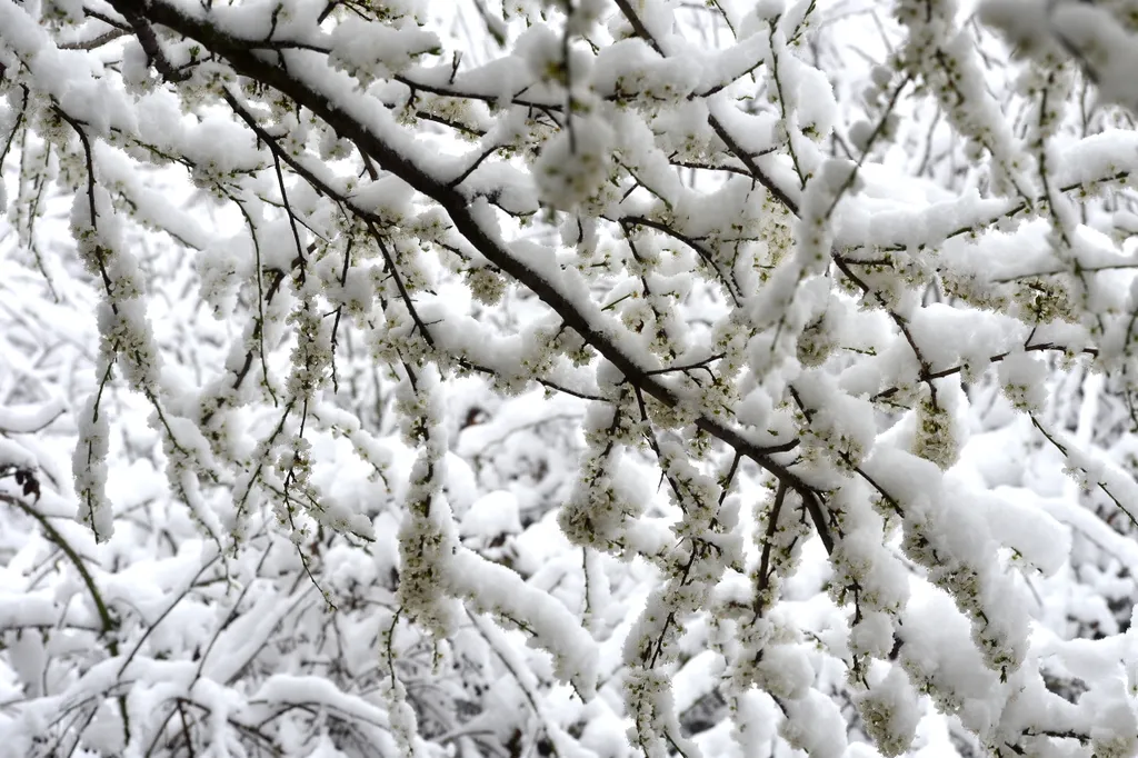 havazás, hó, időjárás, április, Pomáz, 2022.04.03. 