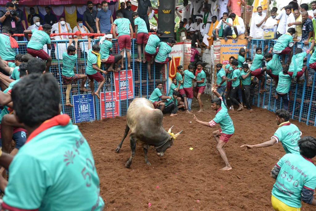 Jallikattu Avaniyapuram bika India Tamil Nadu 