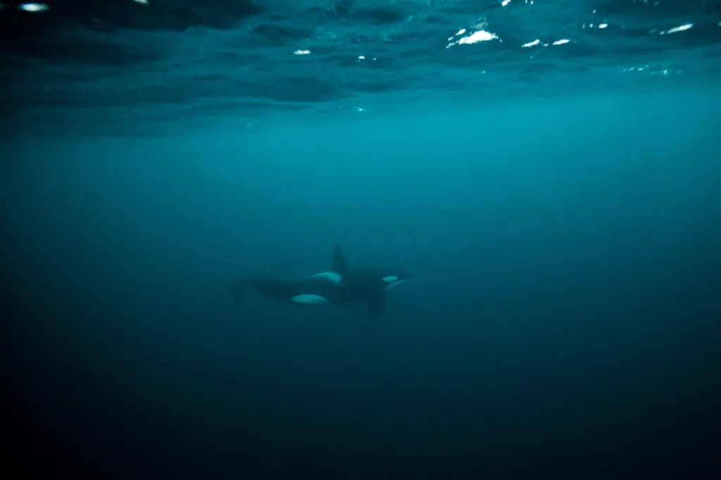Gyilkos bálnákkal úszik ez a szabadtüdős búvár a Jeges-tengerben, galéria, 2023 