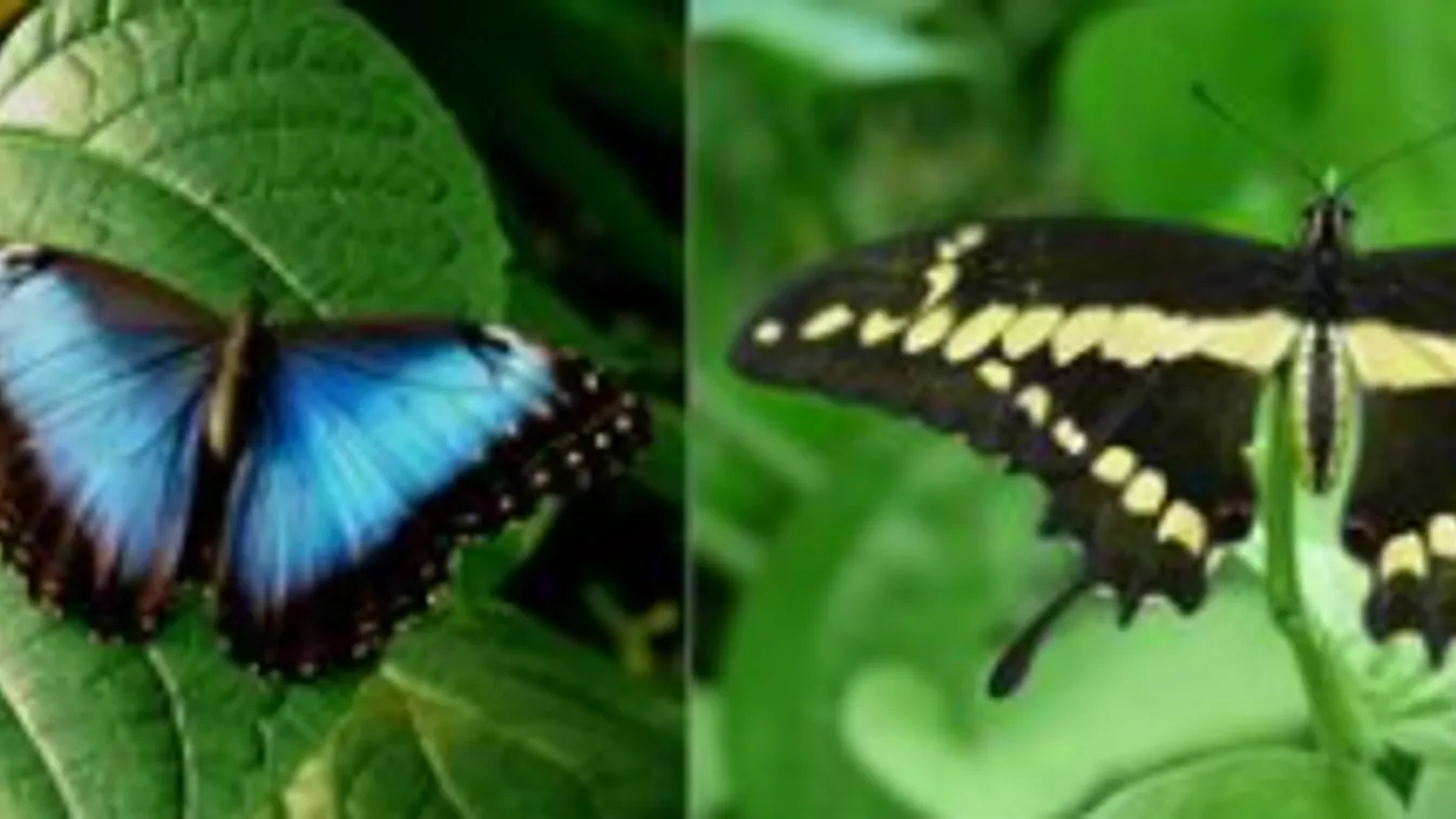 trópusi lepke pillangó Szegedi Tudományegyetem Fűvészkert 