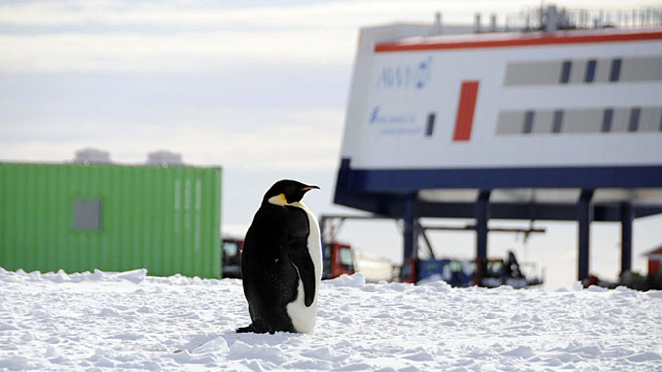 Déli sark, élet az Antarktiszon, pingvin a német Neumayer III állomás előtt