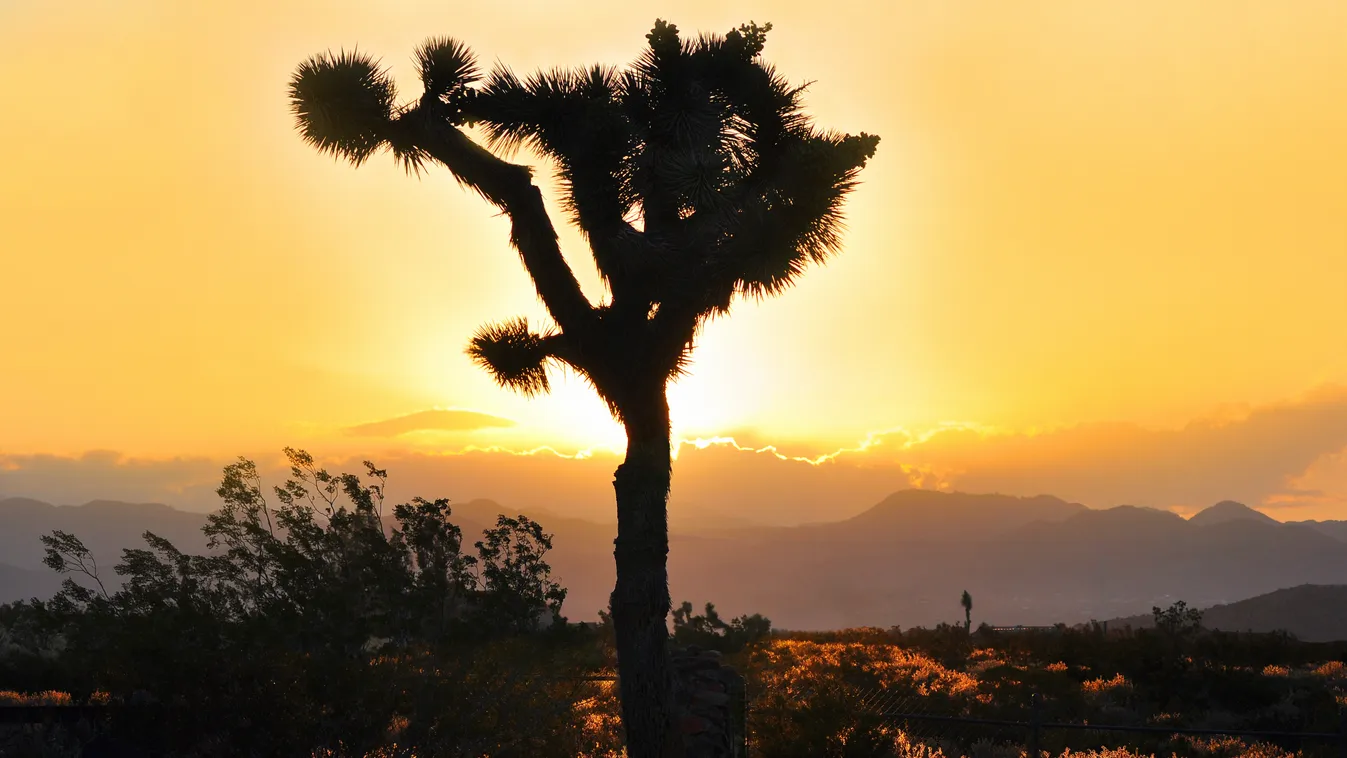 yucca valley 