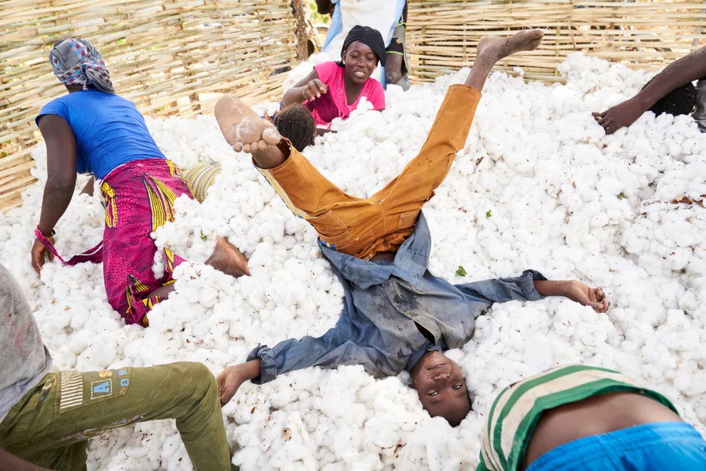 pamutszüret, pamut, cotton, cotton harvest, pamutszüret galéria, kettő    Horizontal OFFBEAT AFRICA COTTON CHILD PLAYING AGRICULTURE TEXTILE INDUSTRY CHILD WORKER 