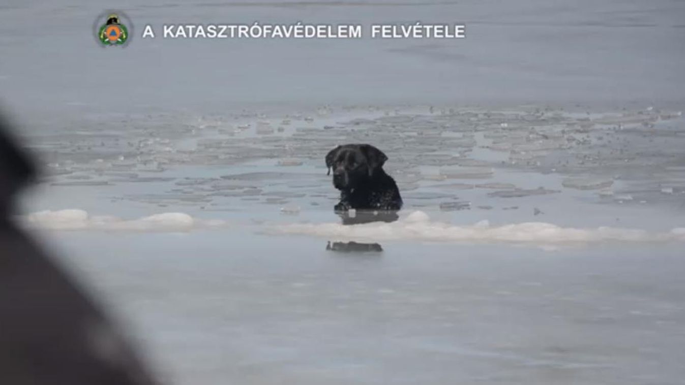 Kutyát mentettek a tűzoltók a Naplás-tó fagyos vizéből 
