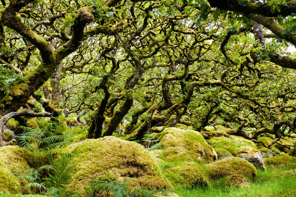 Black-a-Tor Copse 