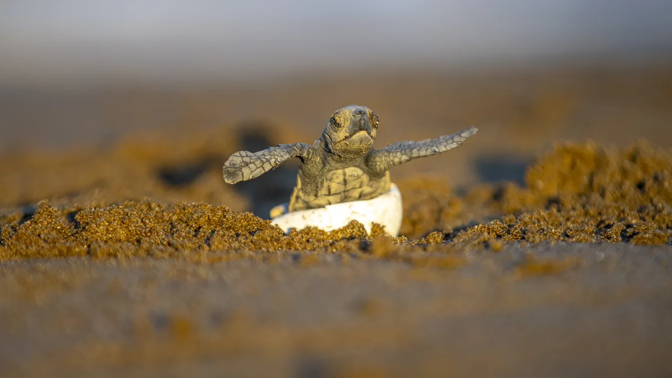 Patara Sea Turtle Conservation and Monitoring Program Aninal,caretta caretta,Endangered,extinct,hatched,hatchling,Logg 