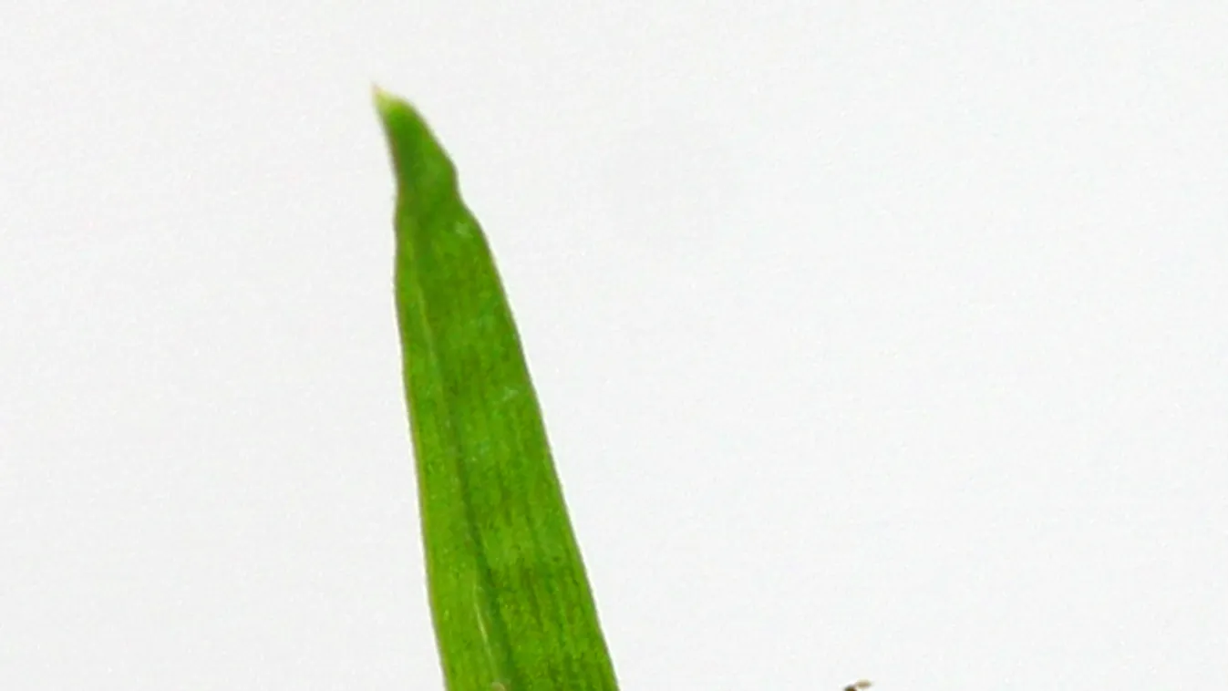 Dermacentor reticulatus, kullancs 