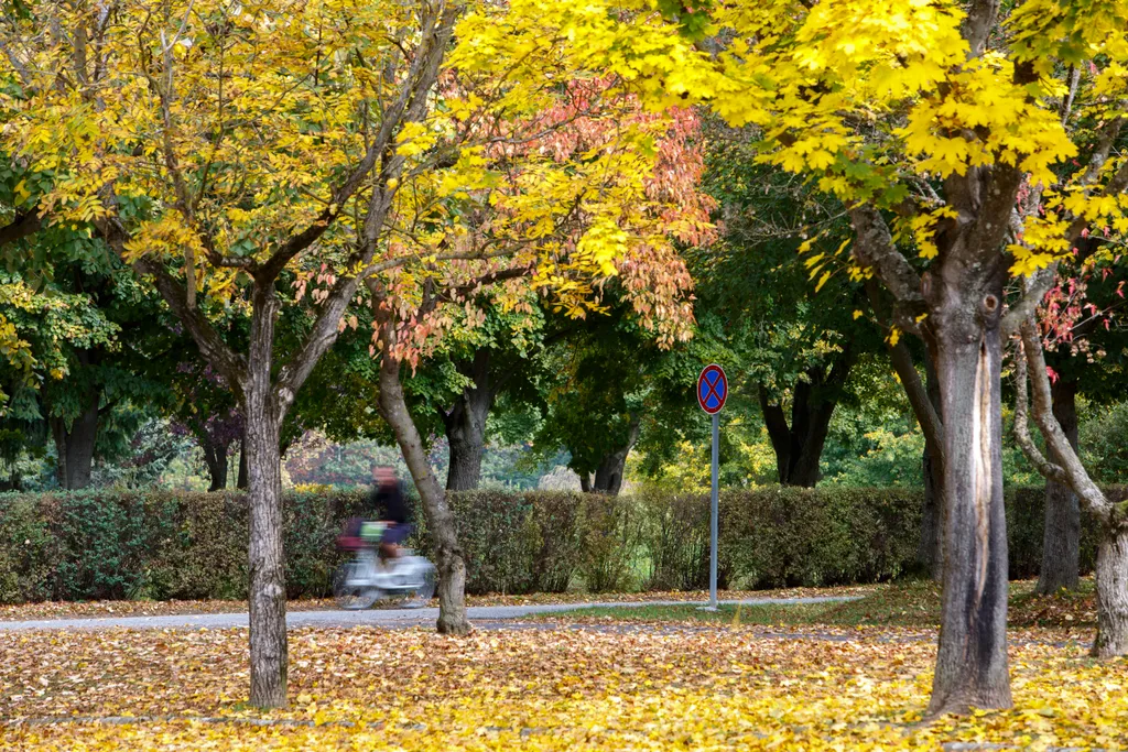 Őszi színekben pompázó fák a nagykanizsai a Csónakázó-tónál 