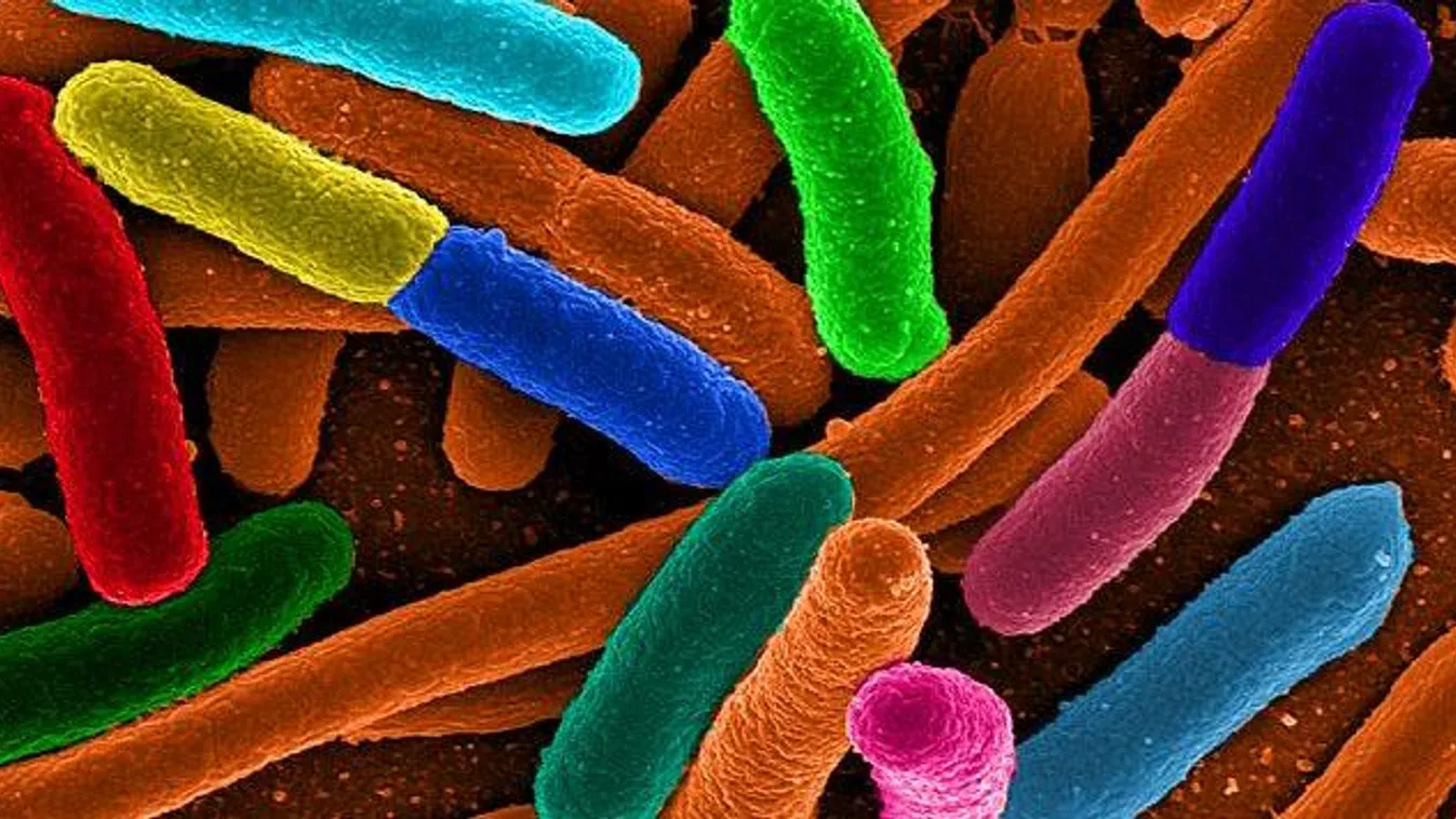 E. coli baktériumok 
