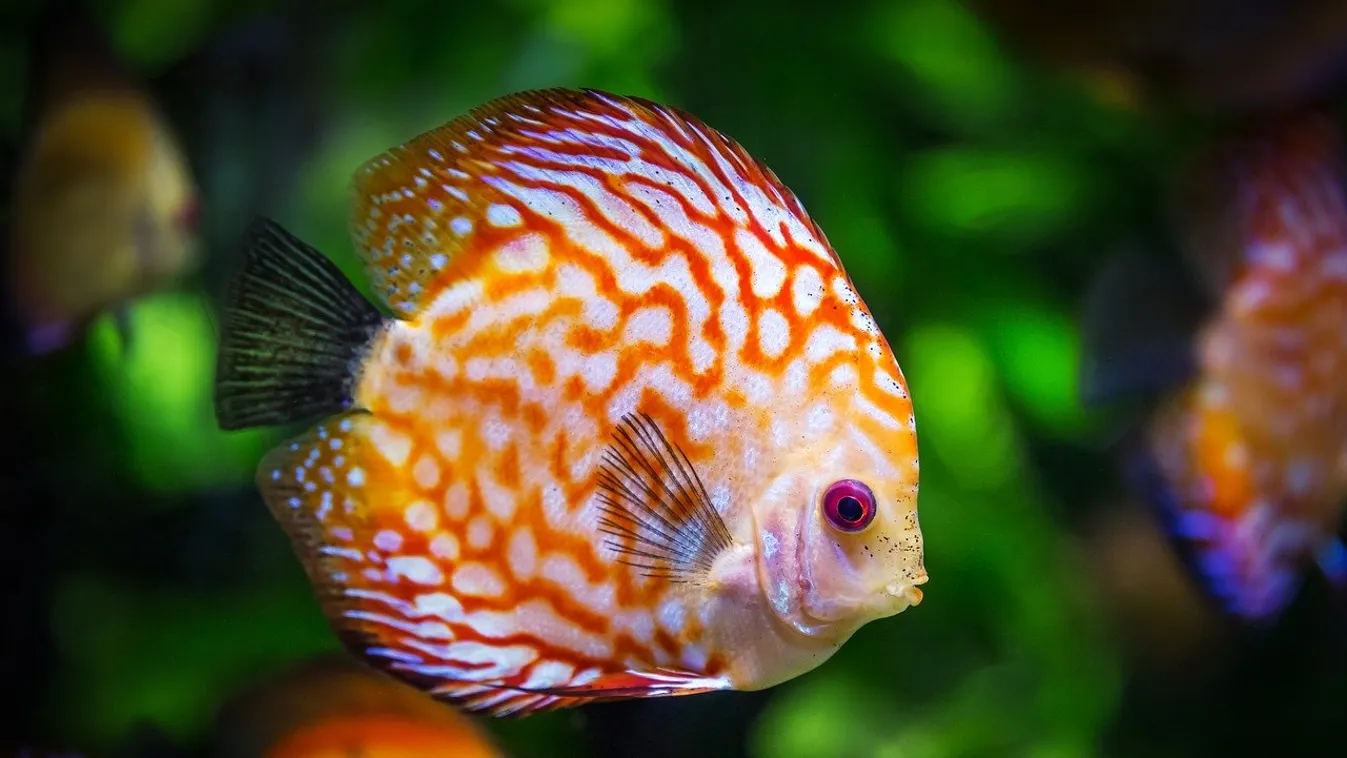 diszkosz hal akvárium víz alatti élet 