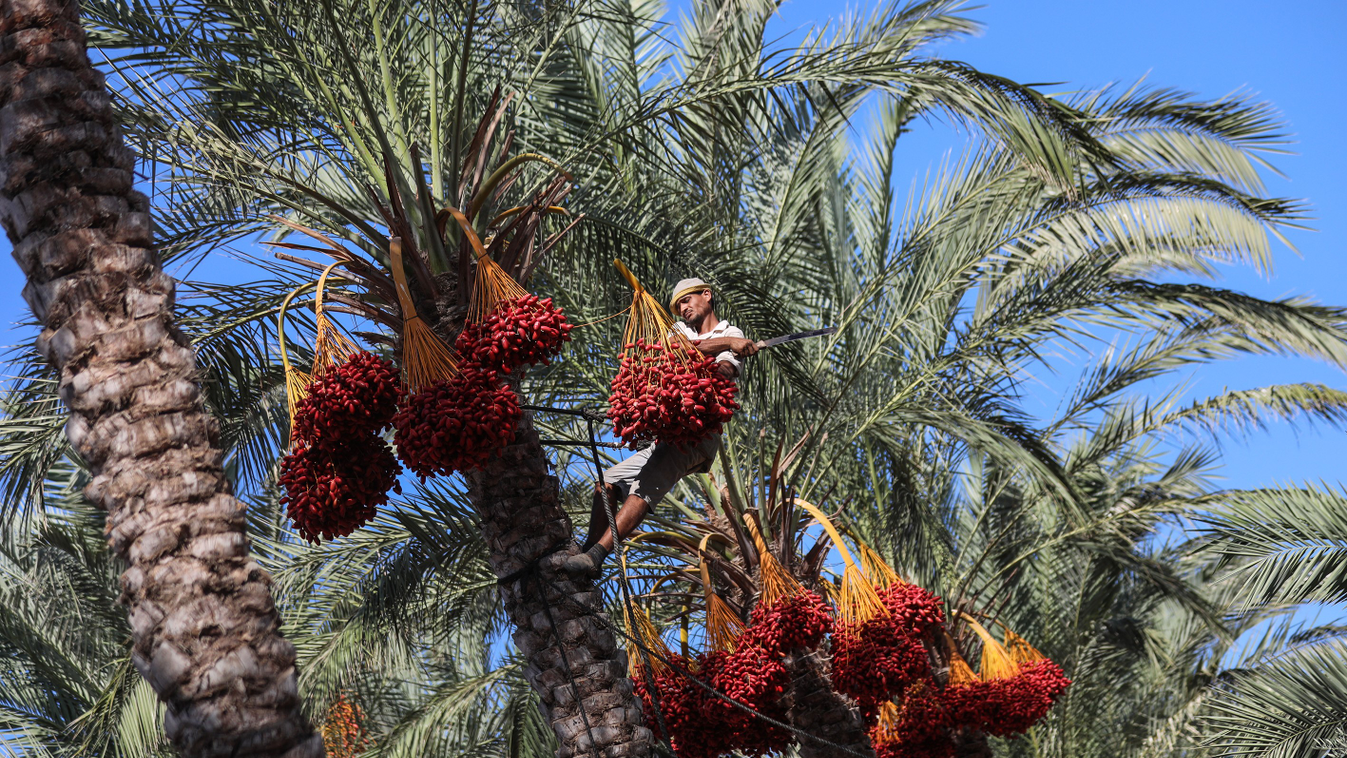 datolyapálma Date palm harvest in Gaza workers Gaza Farmers AGRICULTURE September tree FIELD HARVEST 2019 