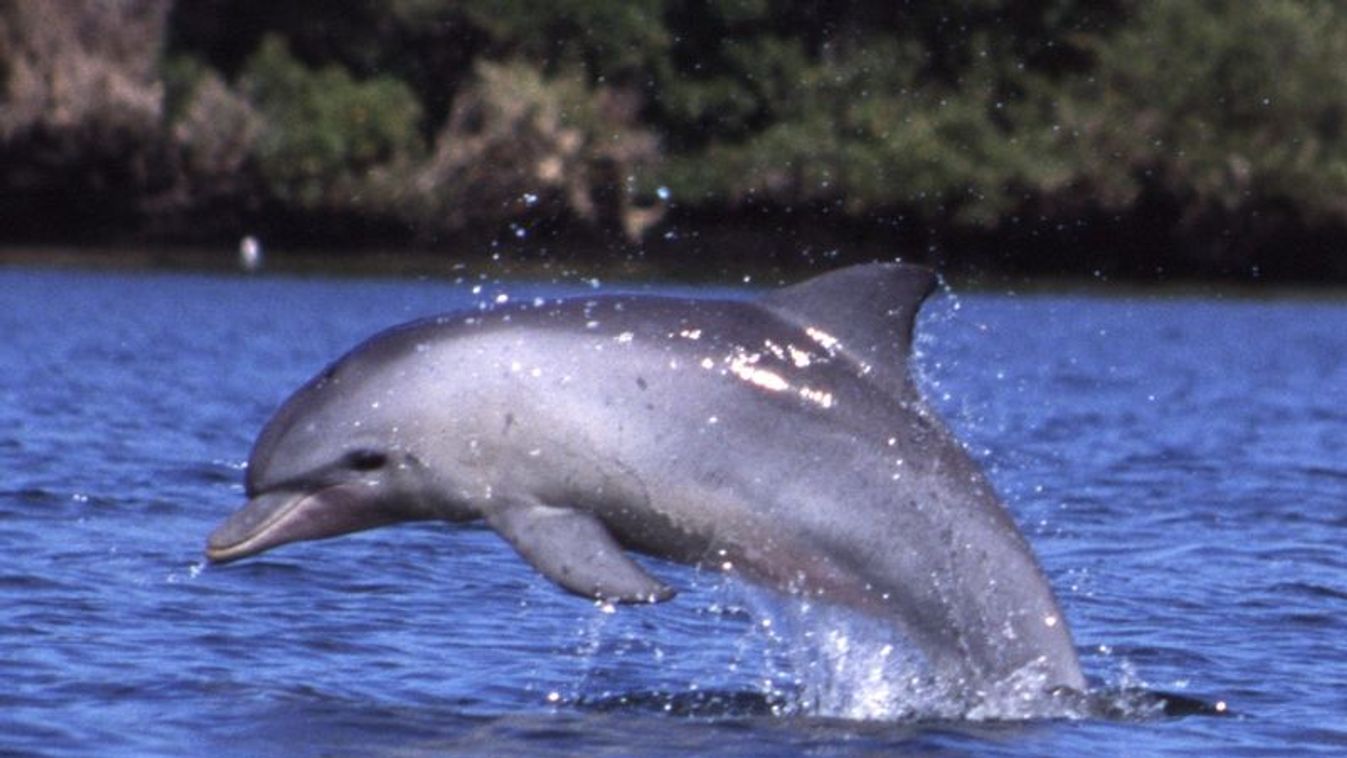 delfin 