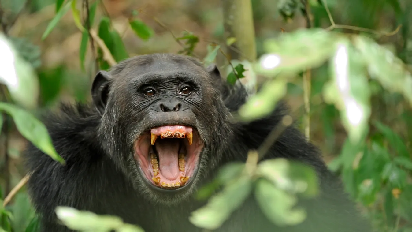 Afrasia AFRICA Afro-Eurasia ALONE Behavior Behaviors Biodiversities Biodiversity Biodiversity management Bioiversity managements Biological diversity Biological diversity managements Black Blacks CHIMPANZEE Chimpanzee (Pan troglodytes) Chimpanzees Chimpan